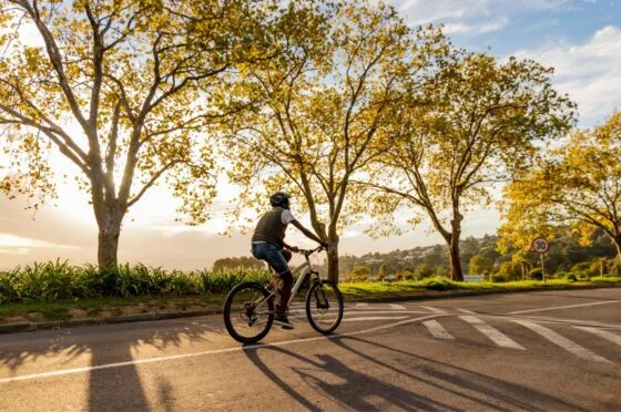 Cyclist riding along tree-lined road