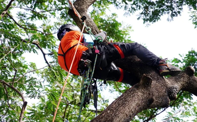 Tree surgeon working in harness