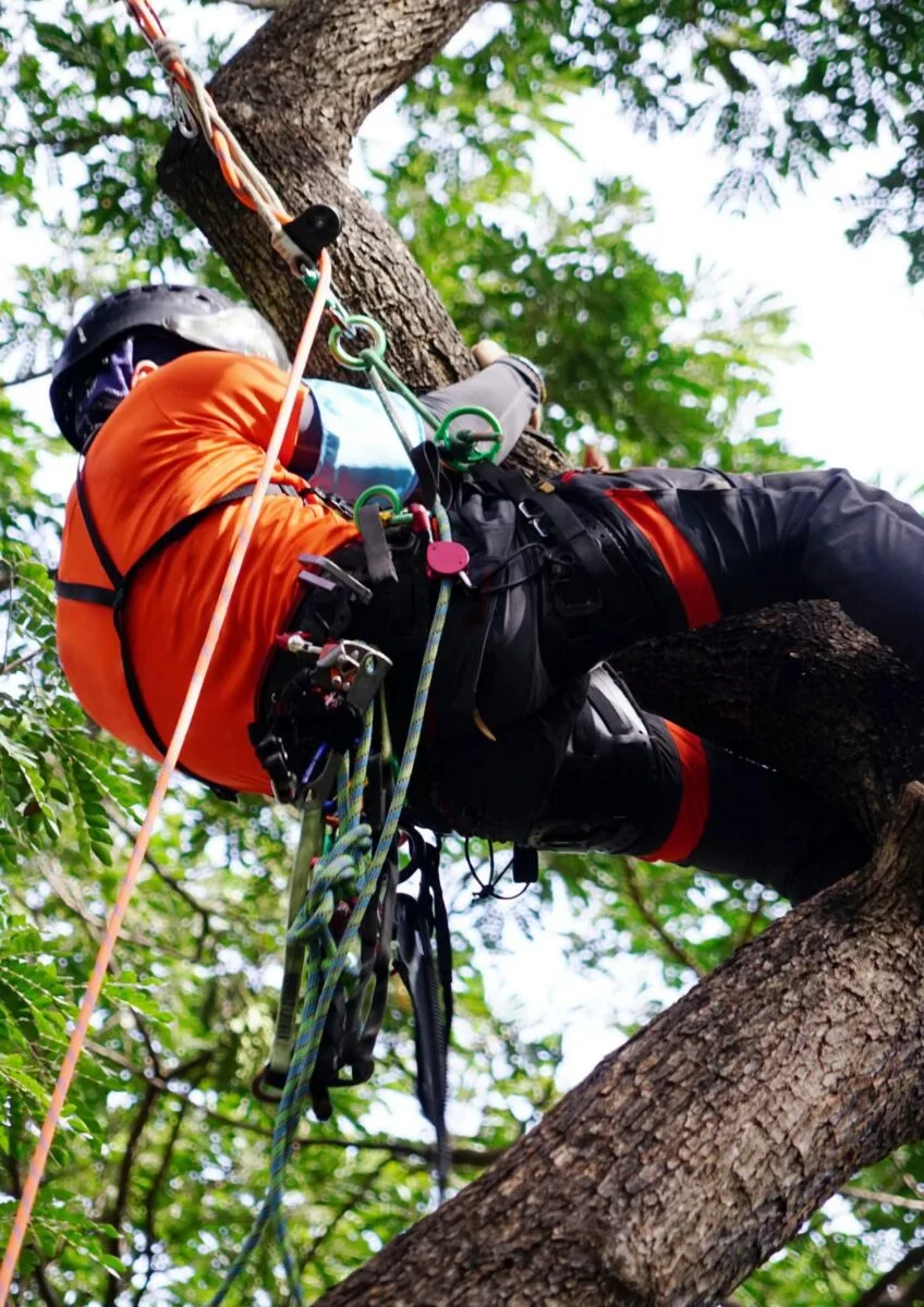 Tree surgeon working in harness