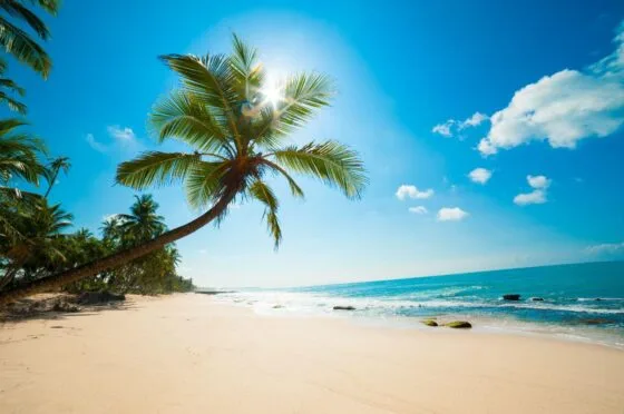 Tropical beach with palm tree