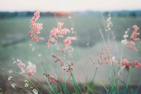 Wildflowers in a field at sunset