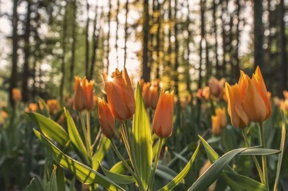Orange tulips in sunlight in a forest with blurred trees in background