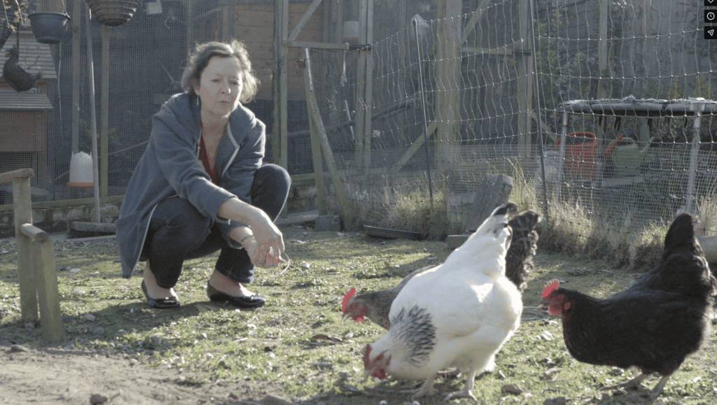 Janice feeding chickens