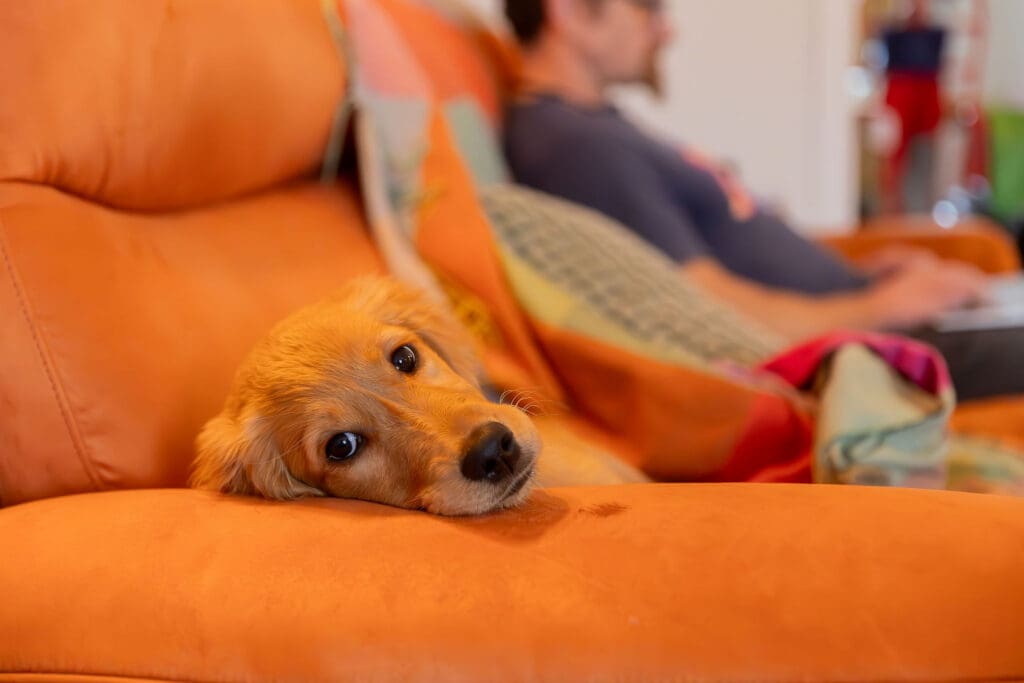 Ian's dog