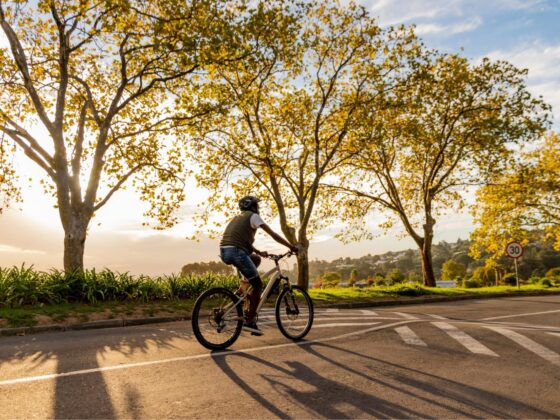 Cyclist riding along tree-lined road