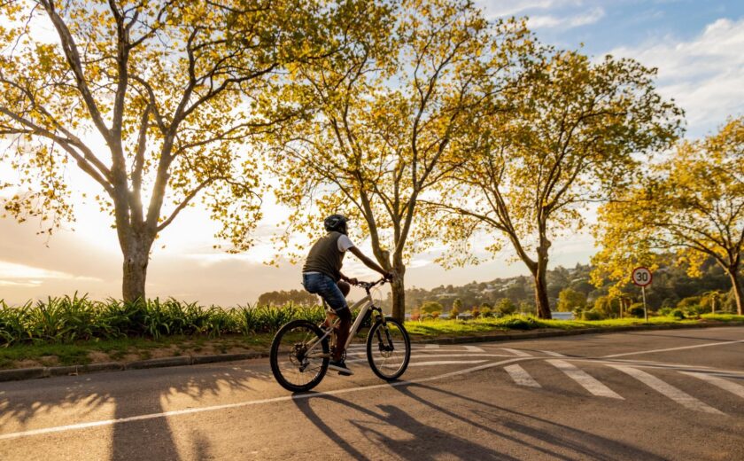 Cyclist riding along tree-lined road