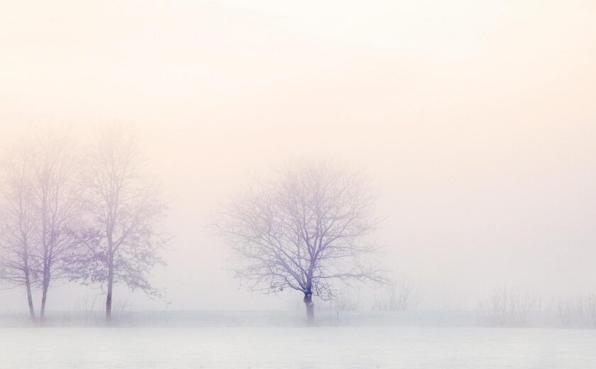 Misty winter landscape with trees