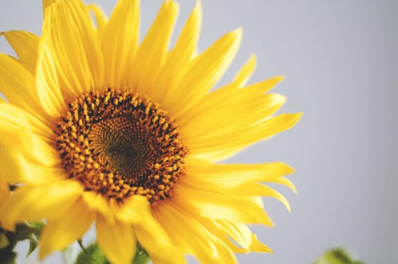 Sunflower close-up