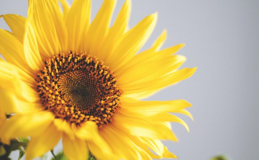 Sunflower close-up