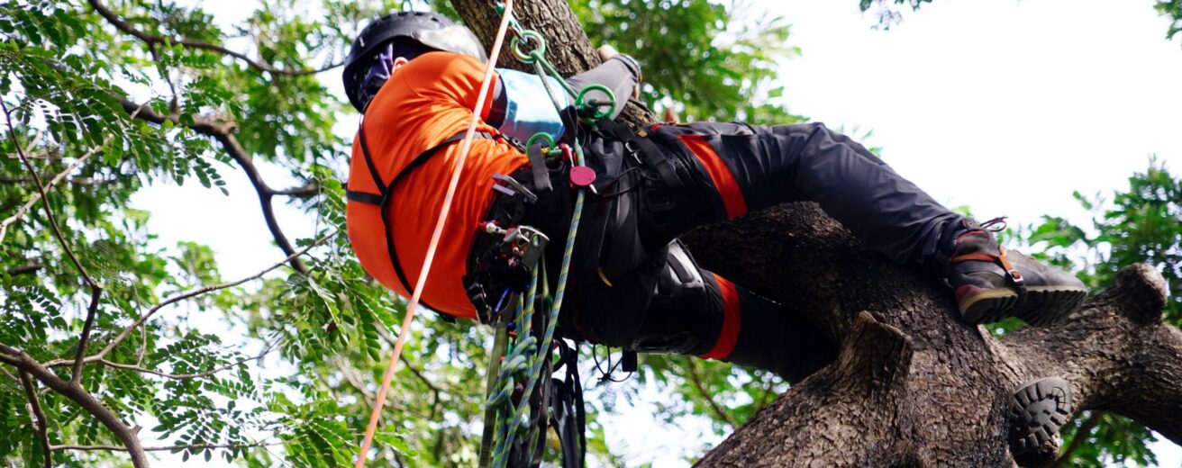 Tree surgeon working in harness