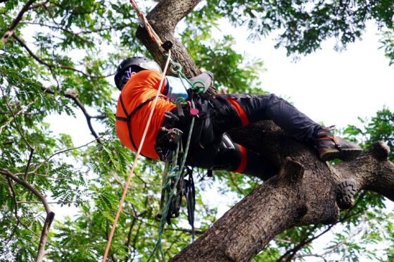 Tree surgeon working in harness