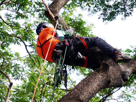 Tree surgeon working in harness