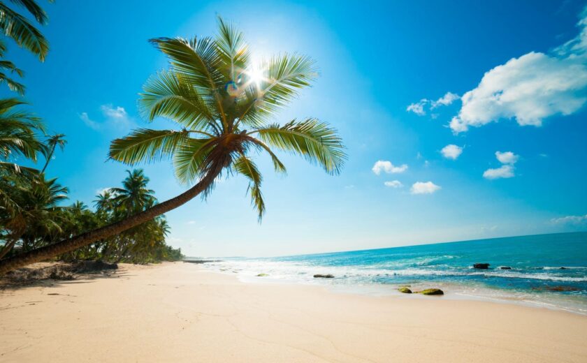 Tropical beach with palm tree