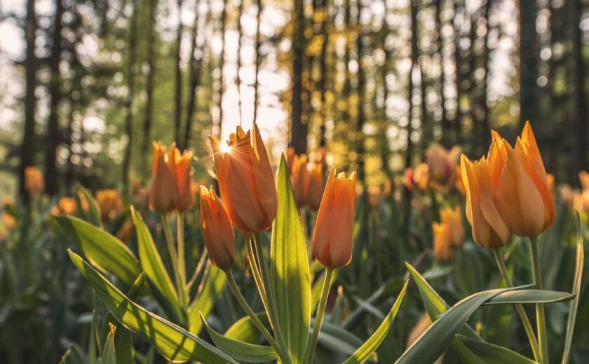 Tulips growing in woodland sunlight