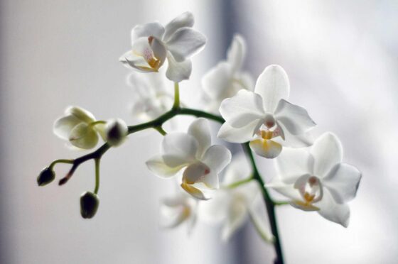 White orchid flowers in soft light