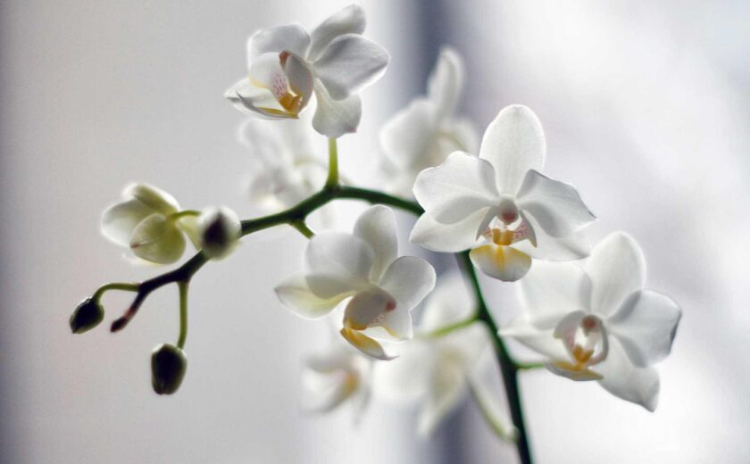 White orchid flowers in soft light