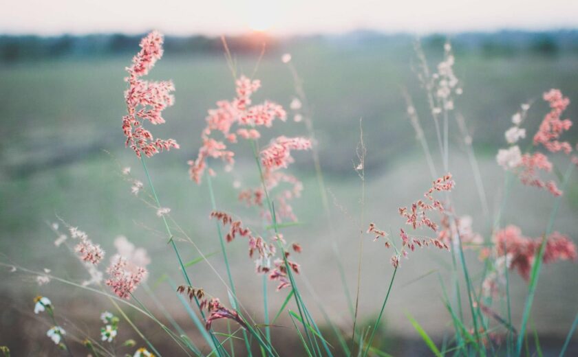 Wildflowers in a field at sunset
