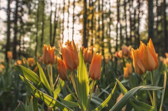 Orange tulips in sunlight in a forest with blurred trees in background