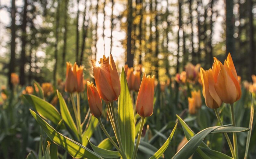 Orange tulips in sunlight in a forest with blurred trees in background