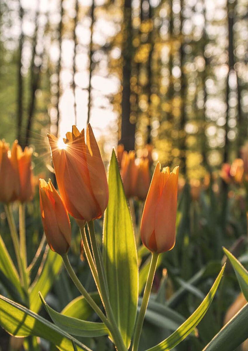 Orange tulips in sunlight in a forest with blurred trees in background